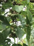 Actinidia arguta