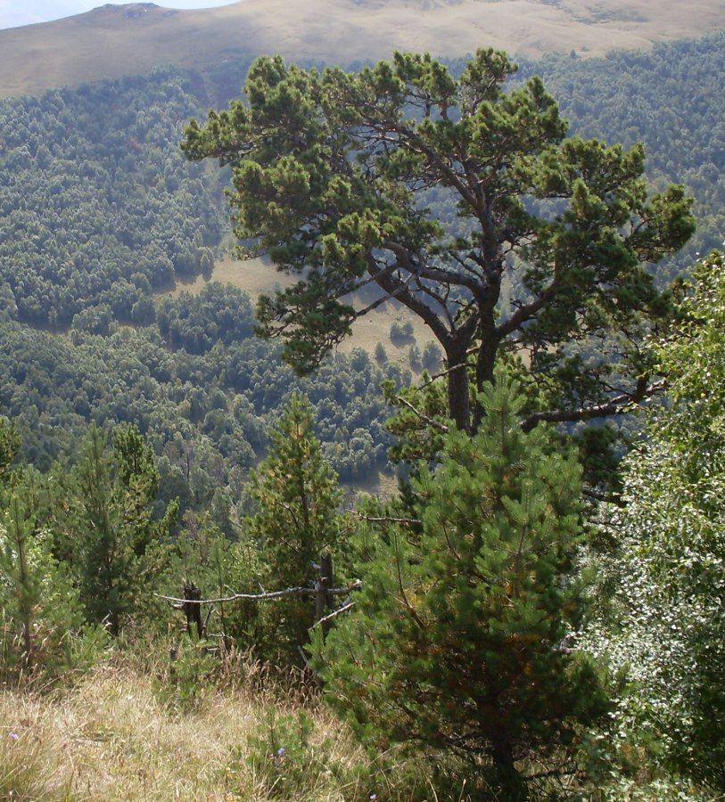 Image of Pinus sylvestris ssp. hamata specimen.