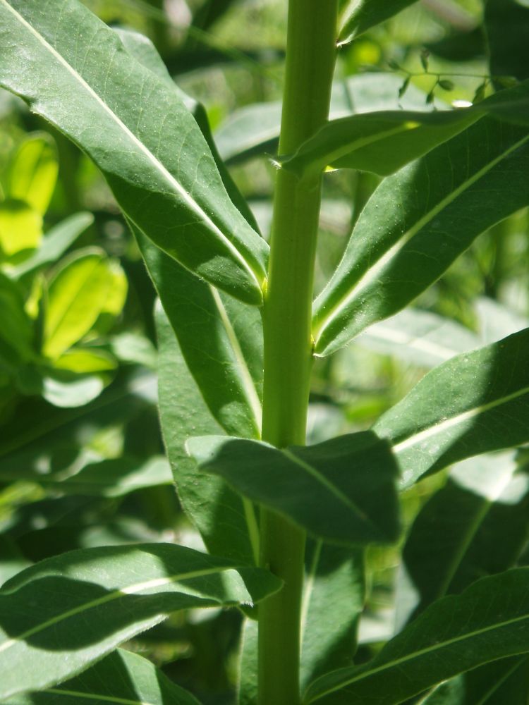 Image of Euphorbia semivillosa specimen.