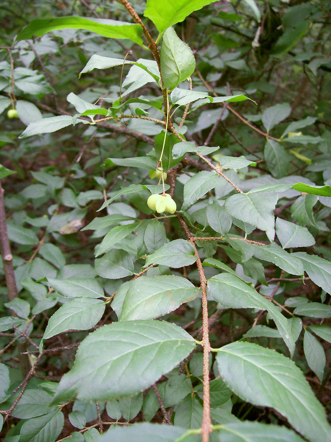 Изображение особи Euonymus verrucosus.