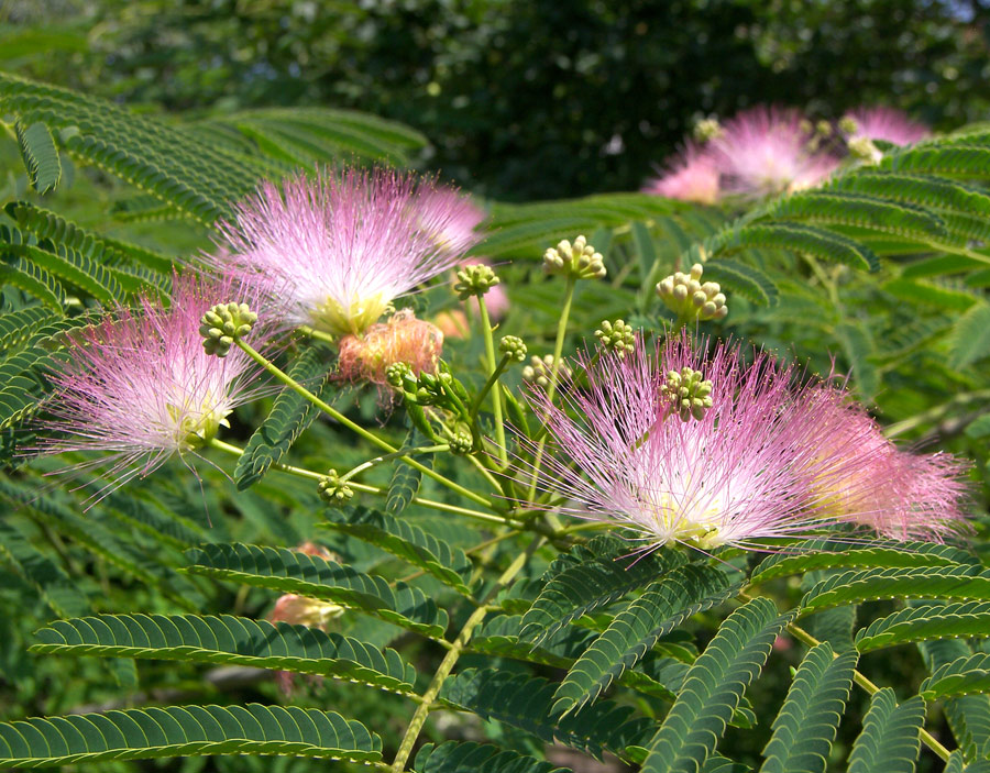 Изображение особи Albizia julibrissin.