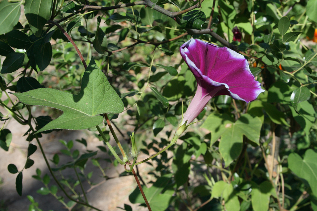 Image of Ipomoea hederacea specimen.