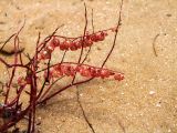 Rumex pictus