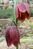 Fritillaria montana