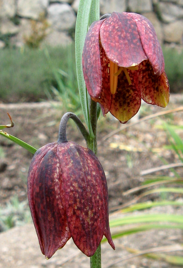 Изображение особи Fritillaria montana.