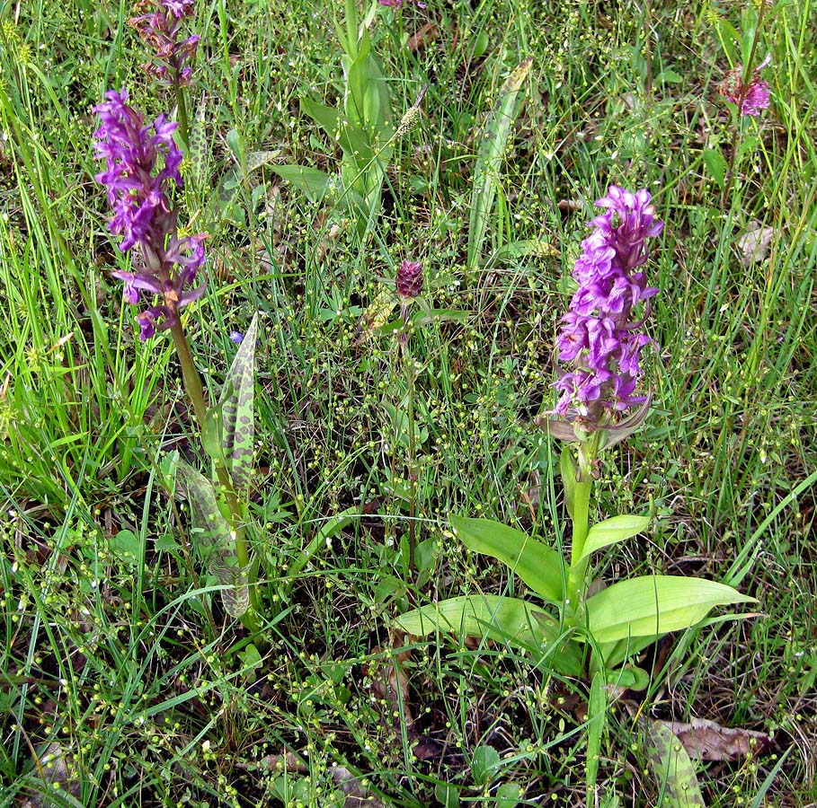 Image of Dactylorhiza majalis specimen.