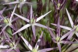 Allium cristophii
