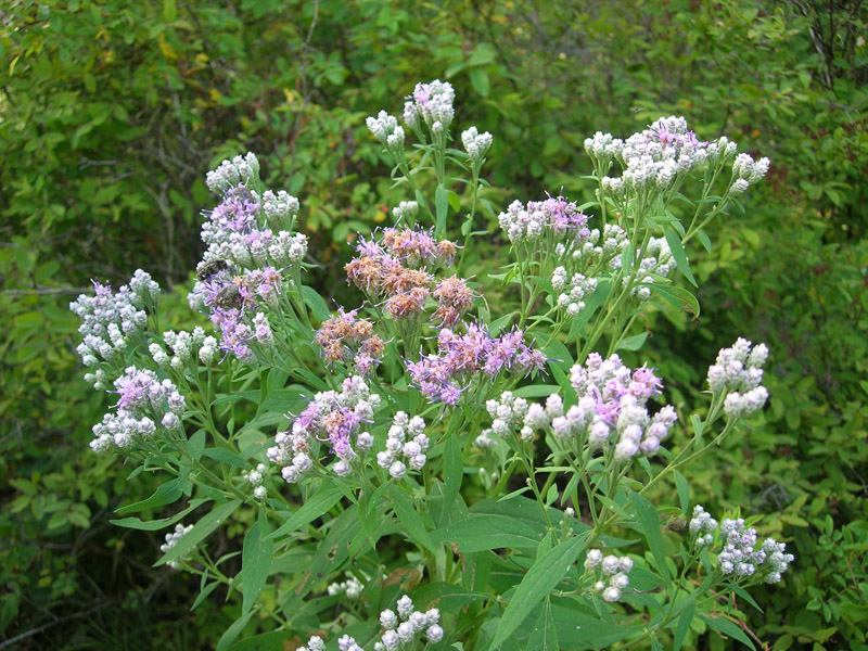 Изображение особи Saussurea pulchella.