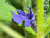 Ajuga genevensis. Цветок. Украина, Донецкая обл., Артёмовский р-н, окр. с. Дроновка. 11.05.2012.