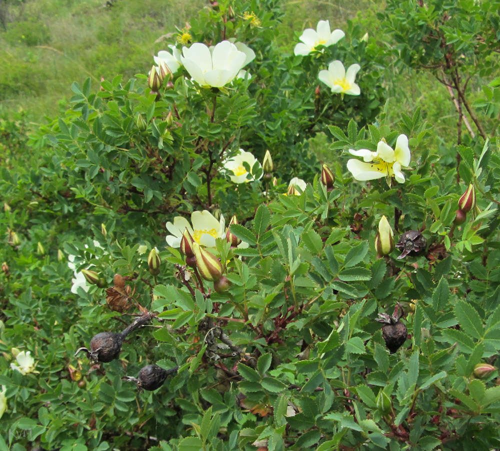 Изображение особи Rosa spinosissima.