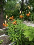 Lilium debile