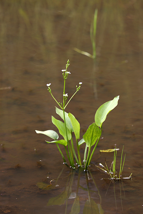 Image of Alisma plantago-aquatica specimen.