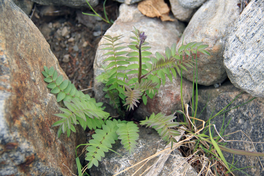 Image of genus Polemonium specimen.