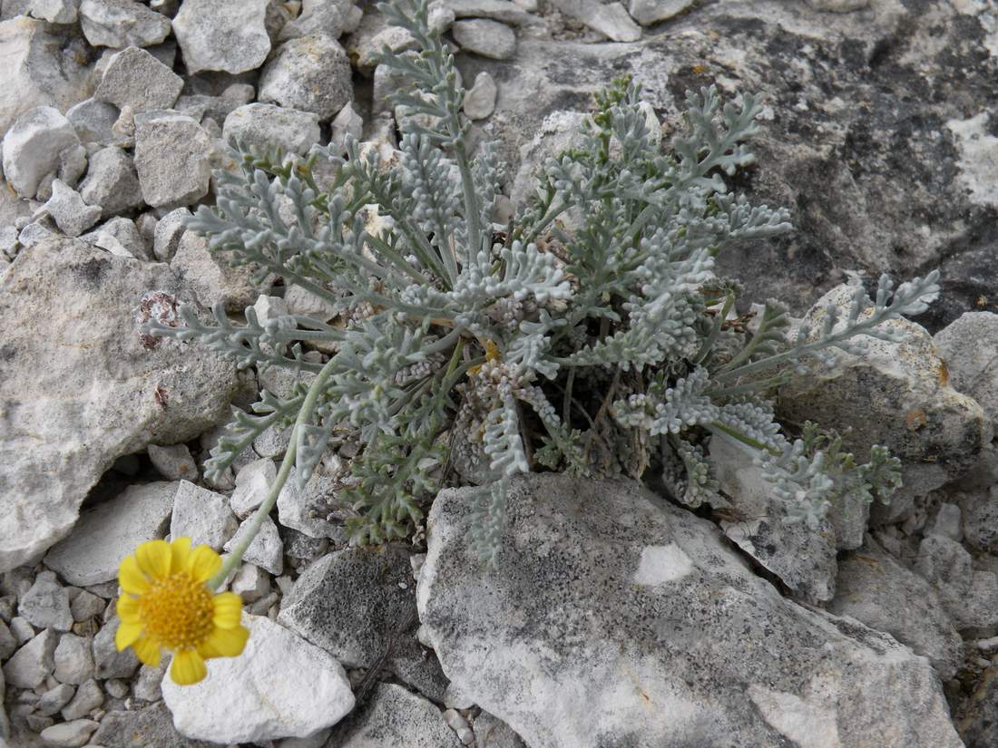 Image of Anthemis trotzkiana specimen.