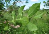 Salix myrsinifolia