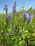 Veronica teucrium. Верхушки цветущих растений. Тульская обл, Алексинский р-н, окр. дер. Новое Клейменово, опушка березняка. 22.06.2012.