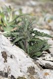 Phlomoides boraldaica