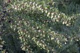 Halimodendron halodendron. Ветви с плодами. Южный Казахстан, правобережье Сыр-Дарьи выше устья Арыси. 26.05.2012.