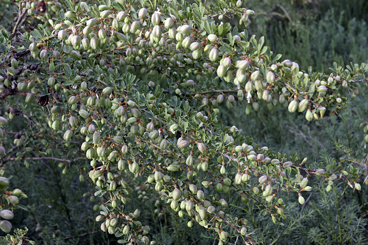 Изображение особи Halimodendron halodendron.