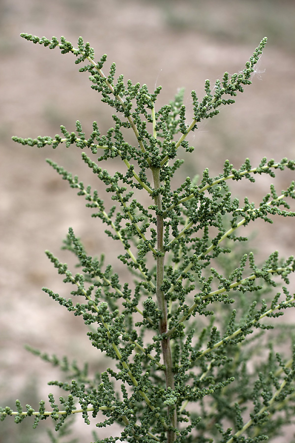 Изображение особи семейство Chenopodiaceae.