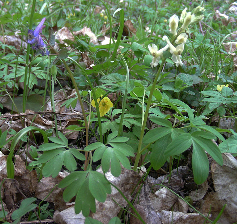 Изображение особи род Corydalis.