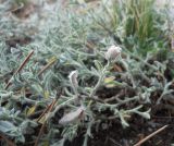 Genista millii. Плодоносящее растение. Крым, окр. г. Ялта, хр. Иограф, на скалах. 8 сентября 2012 г.
