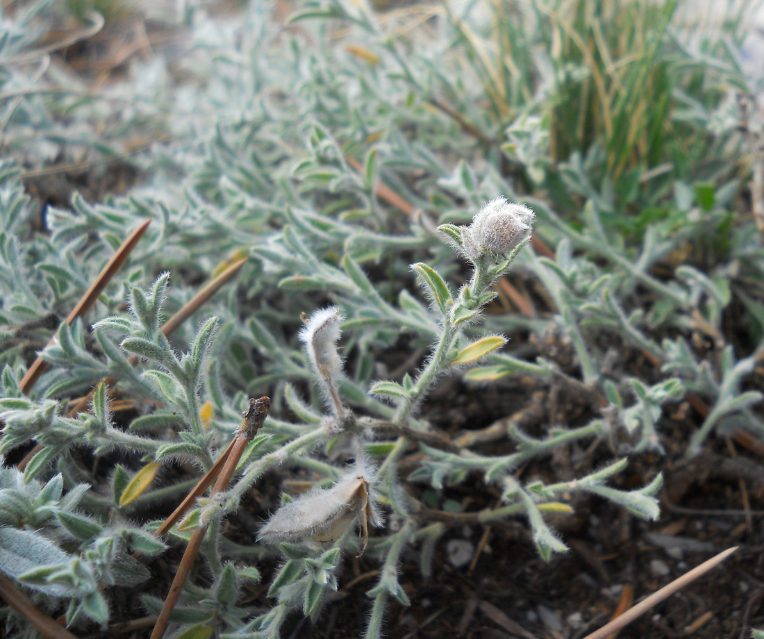 Image of Genista millii specimen.