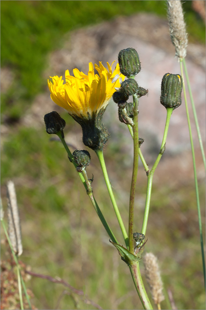 Image of Sonchus humilis specimen.