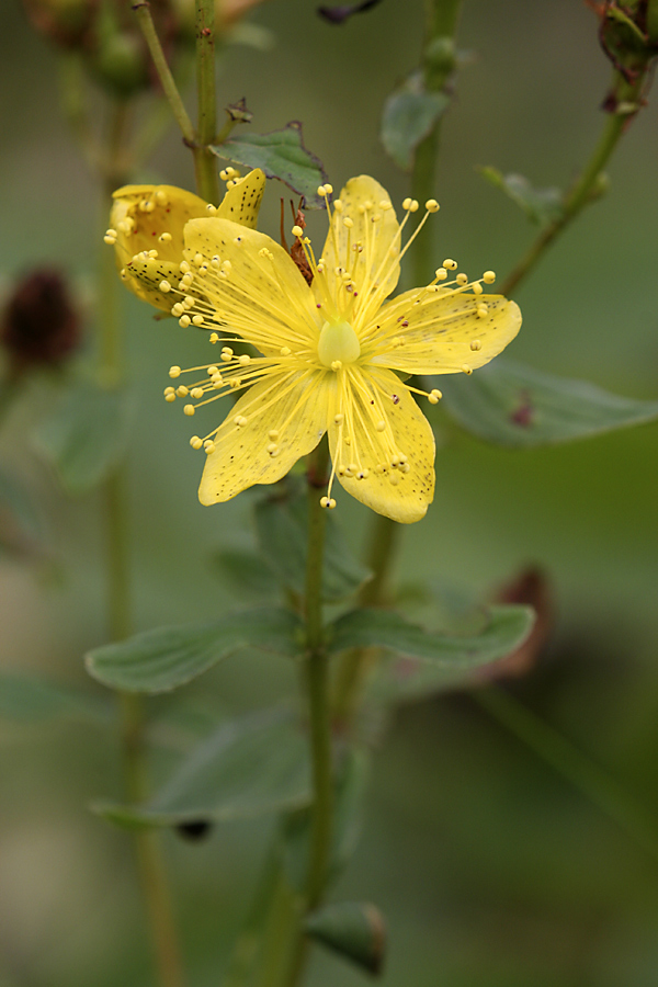 Image of genus Hypericum specimen.