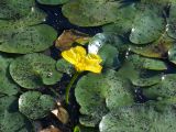 Nymphoides peltata