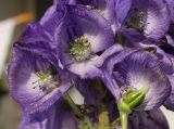 Aconitum