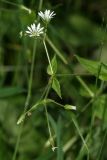 Stellaria nemorum. Верхушка побега с соцветием. Республика Татарстан, Волжско-Камский заповедник. 18.06.2009.