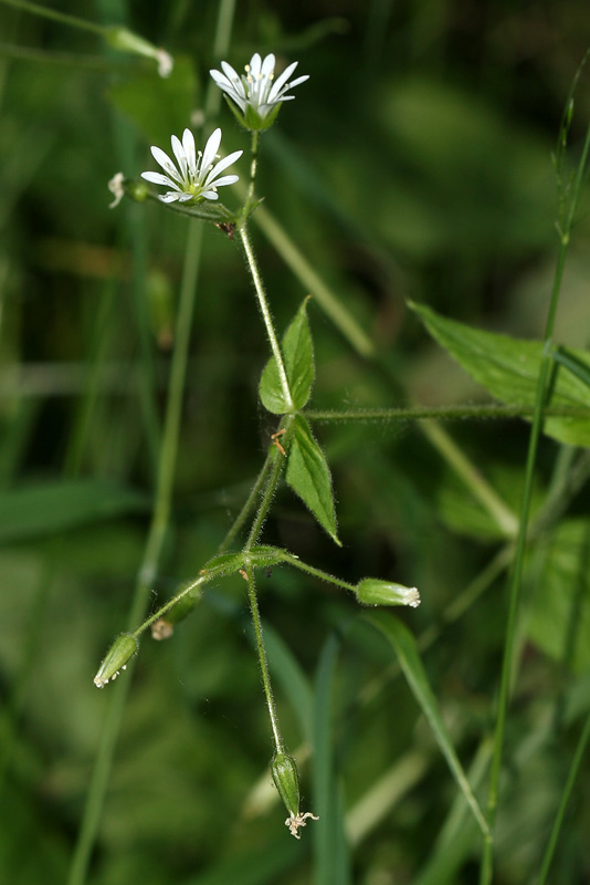 Изображение особи Stellaria nemorum.