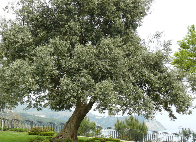 Image of Olea europaea specimen.