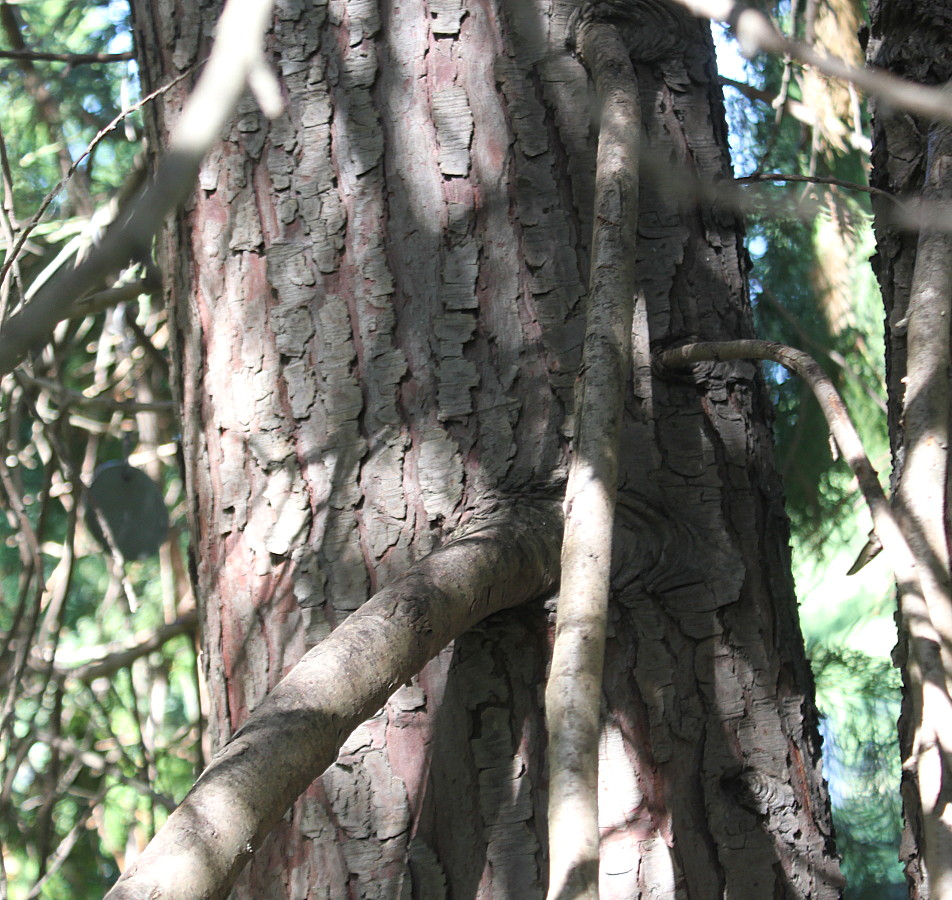 Image of Chamaecyparis lawsoniana specimen.