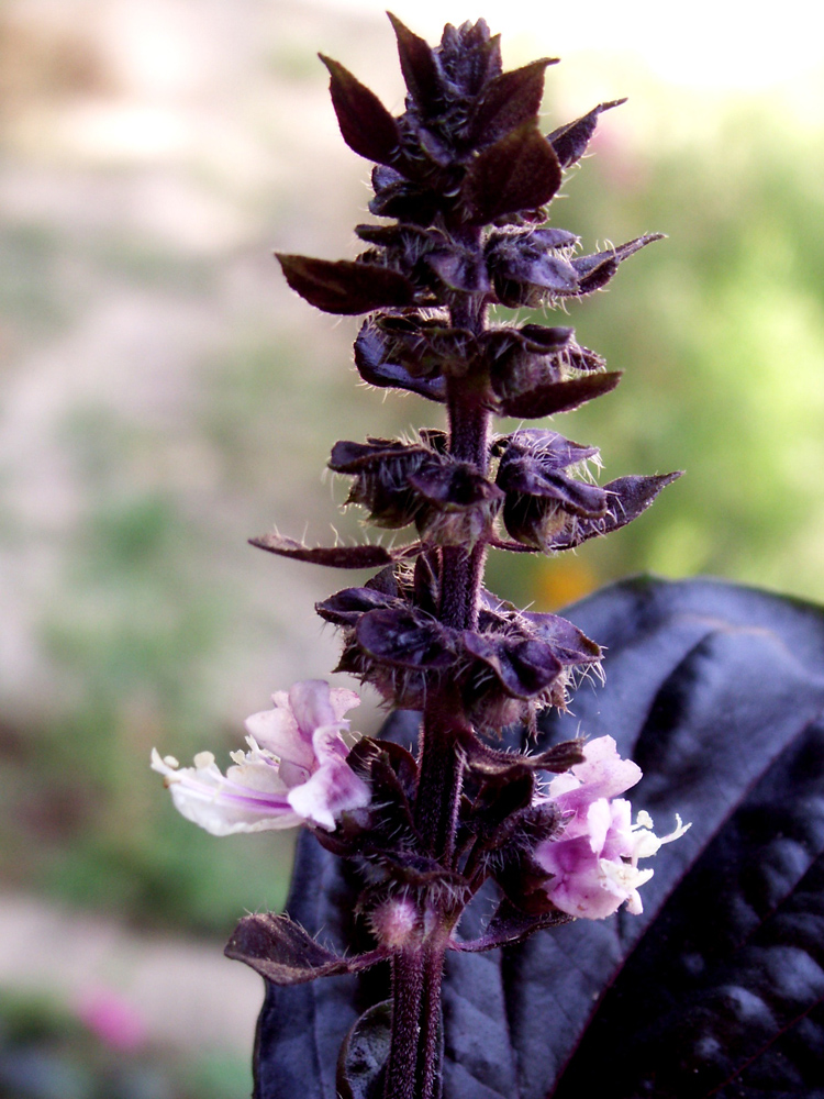 Image of Ocimum basilicum specimen.