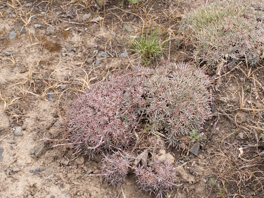 Image of Acantholimon compactum specimen.