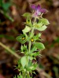 Sideritis montana