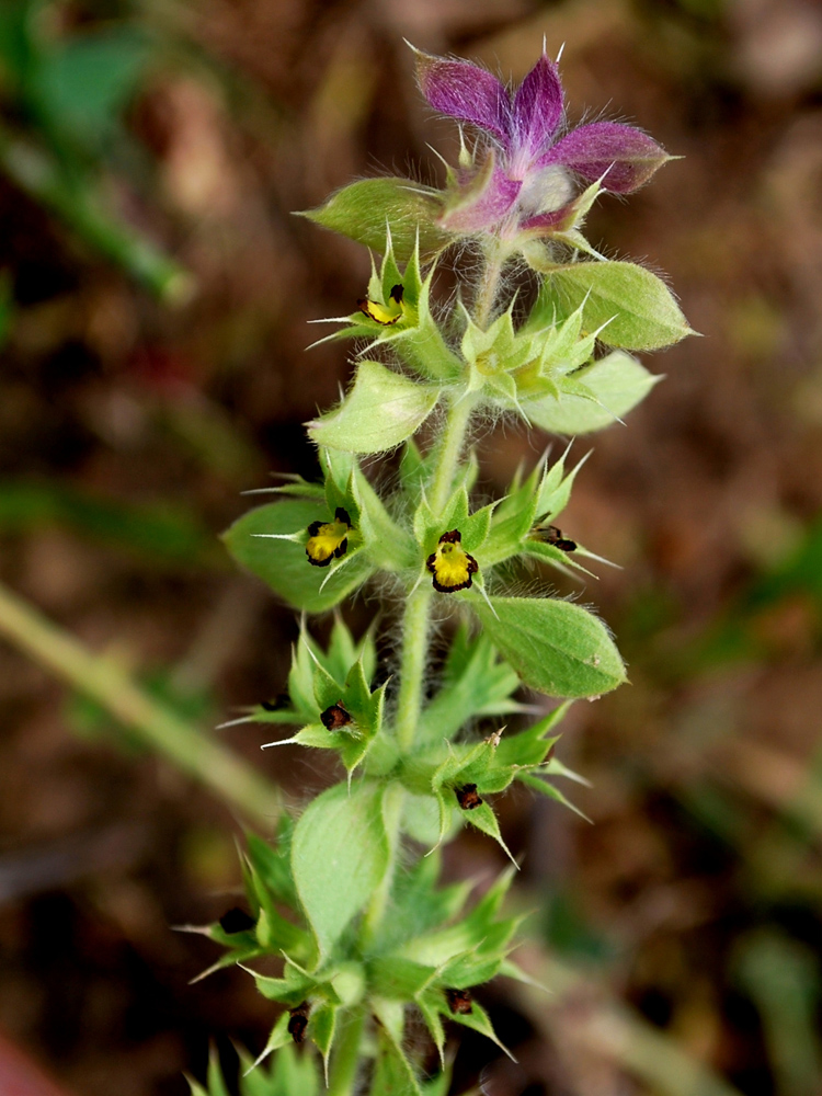 Image of Sideritis montana specimen.