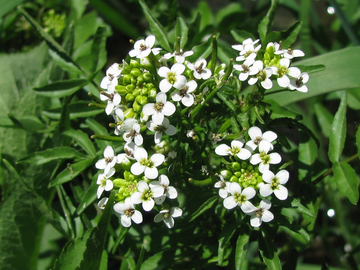 Изображение особи Nasturtium officinale.