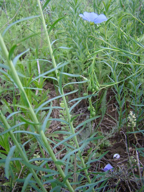 Image of Linum austriacum specimen.