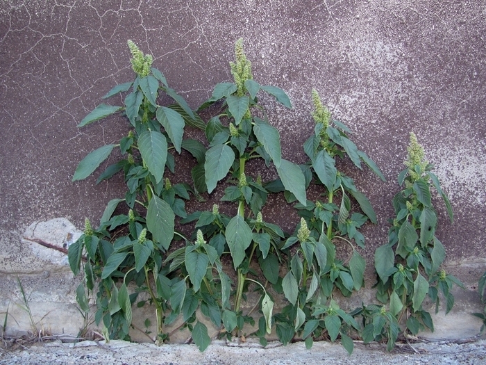 Изображение особи Amaranthus retroflexus.