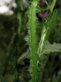 Image of taxon representative. Author is Евгений Захаров