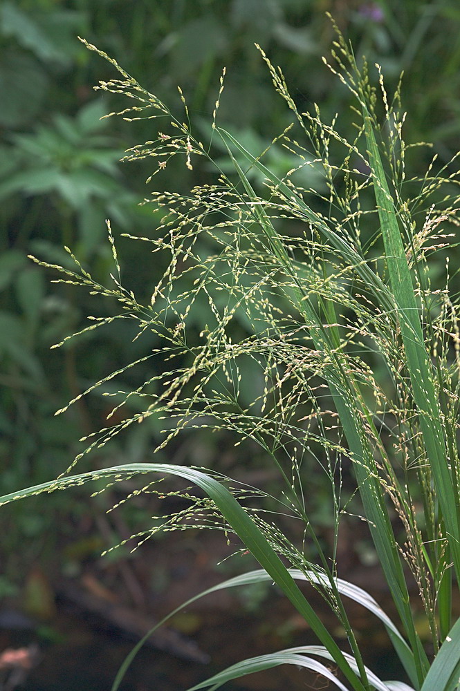 Image of Glyceria striata specimen.