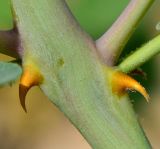 Capparis aegyptia