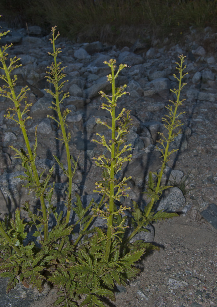 Image of Scrophularia kiriloviana specimen.