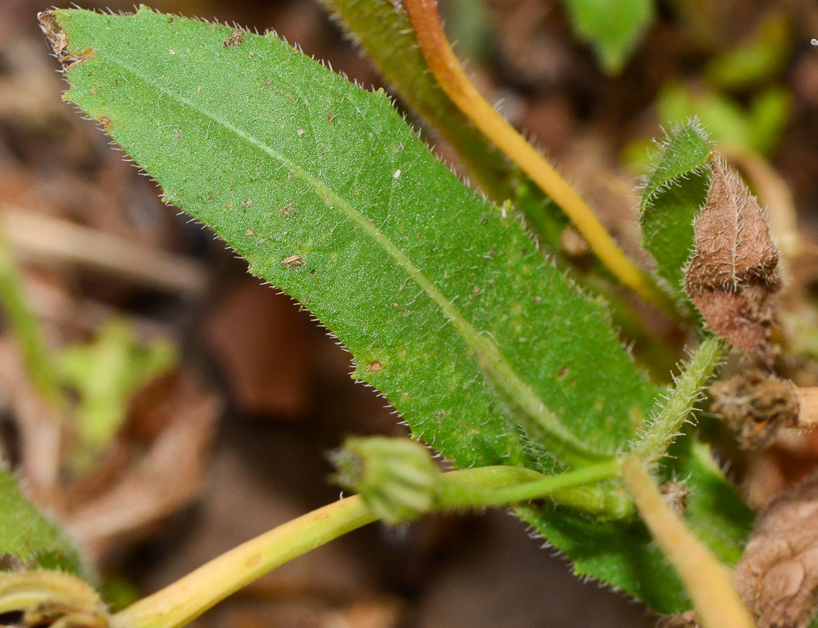 Image of Hedypnois rhagadioloides specimen.