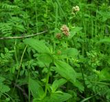 Galium rubioides