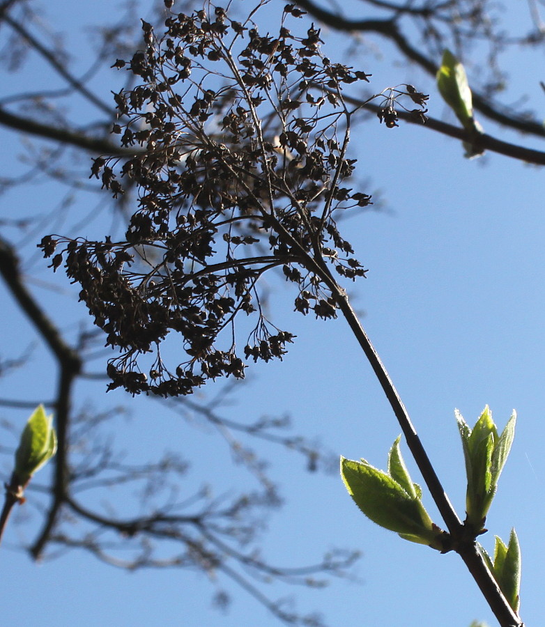 Image of Hydrangea arborescens specimen.