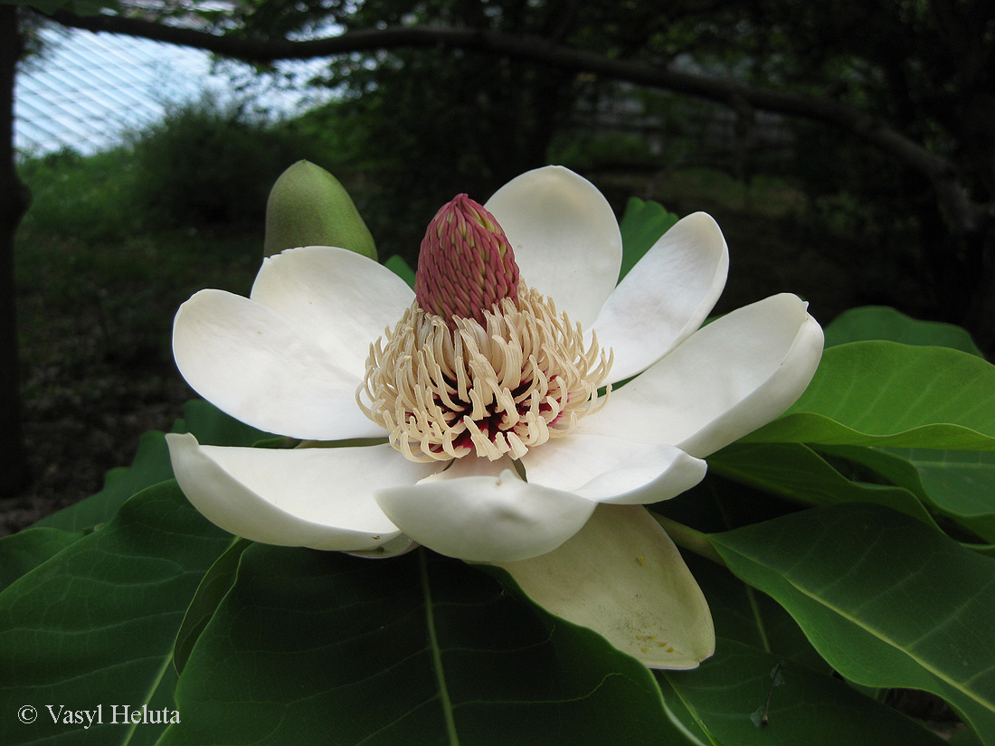 Изображение особи Magnolia hypoleuca.